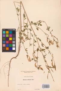 Melilotus officinalis (L.) Lam., Eastern Europe, South Ukrainian region (E12) (Ukraine)