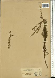 Artemisia marschalliana Spreng., Eastern Europe, North Ukrainian region (E11) (Ukraine)