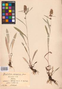 Omalotheca norvegica (Gunnerus) Sch. Bip. & F. W. Schultz, Eastern Europe, Northern region (E1) (Russia)