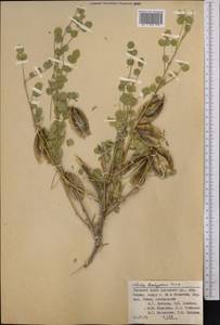 Colutea brachyptera Sumnev., Middle Asia, Pamir & Pamiro-Alai (M2) (Kyrgyzstan)