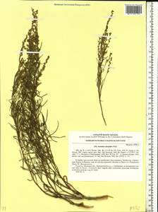 Artemisia salsoloides Willd., Eastern Europe, North Ukrainian region (E11) (Ukraine)