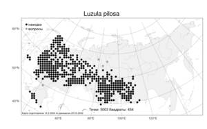 Luzula pilosa (L.) Willd., Atlas of the Russian Flora (FLORUS) (Russia)