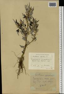 Xanthium spinosum L., Eastern Europe, South Ukrainian region (E12) (Ukraine)