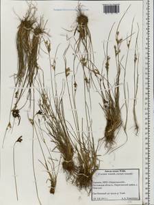 Juncus tenuis Willd., Eastern Europe, North Ukrainian region (E11) (Ukraine)