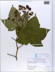 Rubus odoratus L., Eastern Europe, North-Western region (E2) (Russia)
