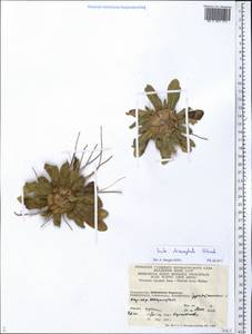 Pentanema rhizocephalum (Schrenk) Sennikov, Middle Asia, Pamir & Pamiro-Alai (M2) (Tajikistan)