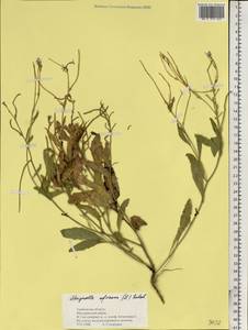 Strigosella africana (L.) Botsch., Eastern Europe, Central forest-and-steppe region (E6) (Russia)