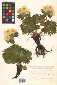 Anemonastrum narcissiflorum subsp. crinitum (Juz.) Raus, Siberia, Russian Far East (S6) (Russia)