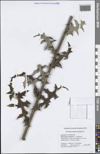 Echinops sphaerocephalus L., Eastern Europe, Moscow region (E4a) (Russia)