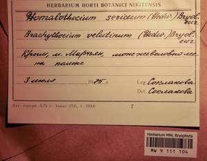 MW 9 111 104, Homalothecium sericeum (Hedw.) Schimp., Bryophytes, Bryophytes - Crimea (B3a) (Russia)