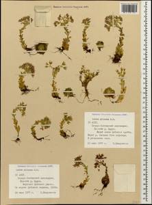 Prometheum pilosum (M. Bieb.) H. Ohba, Caucasus, North Ossetia, Ingushetia & Chechnya (K1c) (Russia)