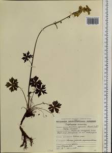 Aconitum ranunculoides subsp. ajanense (Steinb.) Vorosch., Siberia, Chukotka & Kamchatka (S7) (Russia)