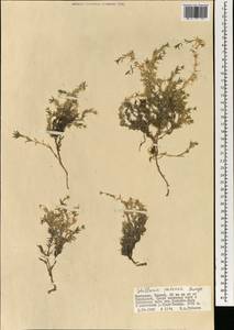 Adenonema petraeum (Bunge) Bunge, Mongolia (MONG) (Mongolia)