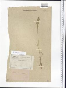 Poa pratensis L., Siberia (no precise locality) (S0) (Russia)