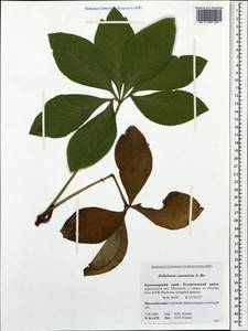 Helleborus orientalis subsp. orientalis, Caucasus, Krasnodar Krai & Adygea (K1a) (Russia)