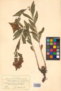 Phedimus aizoon (L.) 't Hart, Siberia, Russian Far East (S6) (Russia)