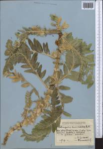 Astragalus sieversianus Pall., Middle Asia, Dzungarian Alatau & Tarbagatai (M5) (Kazakhstan)