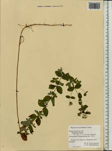 Hypericum maculatum, Eastern Europe, Volga-Kama region (E7) (Russia)
