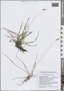 Sesleria caerulea (L.) Ard., Western Europe (EUR) (Spain)