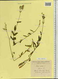 Silene vulgaris var. littoralis (Rupr.) Jalas, Eastern Europe, Estonia (E2c) (Estonia)