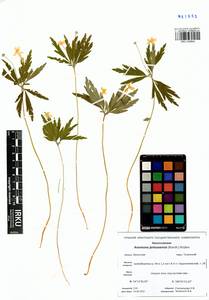 Anemone jenisseensis (Korsh.) Krylov & Steinb., Siberia, Baikal & Transbaikal region (S4) (Russia)