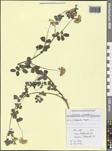 Coronilla coronata L., Caucasus, Black Sea Shore (from Novorossiysk to Adler) (K3) (Russia)