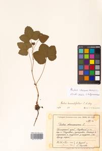 Rubus chamaemorus L., Siberia, Russian Far East (S6) (Russia)