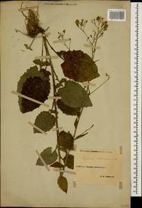 Lapsana communis subsp. intermedia (M. Bieb.) Hayek, Caucasus, Stavropol Krai, Karachay-Cherkessia & Kabardino-Balkaria (K1b) (Russia)