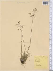 Poaceae, America (AMER) (United States)