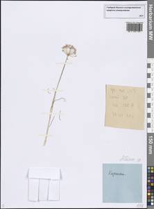 Allium, Middle Asia, Northern & Central Kazakhstan (M10) (Kazakhstan)