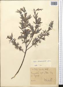 Salix capusii Franch., Middle Asia, Western Tian Shan & Karatau (M3) (Uzbekistan)