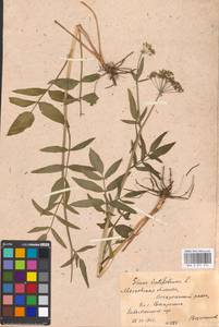 Sium latifolium L., Eastern Europe, Moscow region (E4a) (Russia)