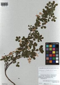 KUZ 001 337, Caragana frutex (L.)K.Koch, Siberia, Altai & Sayany Mountains (S2) (Russia)