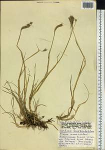 Hordeum brevisubulatum (Trin.) Link, Siberia, Altai & Sayany Mountains (S2) (Russia)