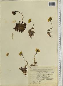 Oreomecon radicatum subsp. radicatum, Siberia, Chukotka & Kamchatka (S7) (Russia)