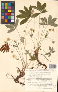 Potentilla alba L., Eastern Europe, Central region (E4) (Russia)