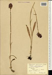 Anacamptis pyramidalis (L.) Rich., Crimea (KRYM) (Russia)