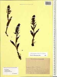 Dactylorhiza viridis (L.) R.M.Bateman, Pridgeon & M.W.Chase, Caucasus, Krasnodar Krai & Adygea (K1a) (Russia)