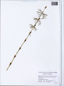 Equisetum sylvaticum L., Siberia, Baikal & Transbaikal region (S4) (Russia)