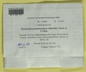 Warnstorfia pseudostraminea (Müll. Hal.) Tuom. & T.J. Kop., Bryophytes, Bryophytes - Russian Far East (excl. Chukotka & Kamchatka) (B20) (Russia)