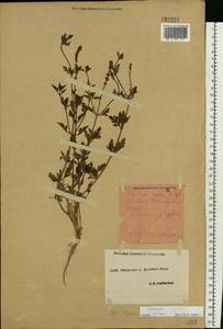 Verbena officinalis L., Eastern Europe, South Ukrainian region (E12) (Ukraine)