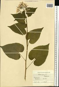 Lunaria rediviva L., Eastern Europe, Central region (E4) (Russia)