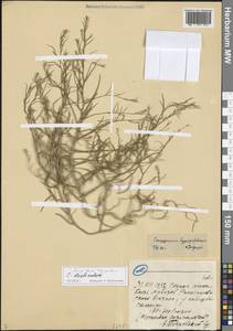 Corispermum declinatum Stephan ex Steven, Eastern Europe, Volga-Kama region (E7) (Russia)