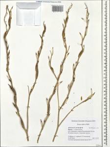 Eruca vesicaria subsp. sativa (Mill.) Thell., Crimea (KRYM) (Russia)