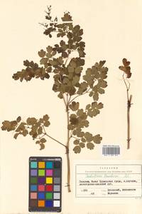 Thalictrum minus subsp. thunbergii (DC.) Vorosch., Siberia, Russian Far East (S6) (Russia)