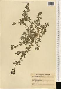 Glinus lotoides L., South Asia, South Asia (Asia outside ex-Soviet states and Mongolia) (ASIA) (India)