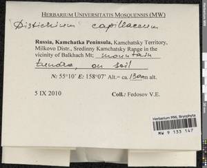 Distichium capillaceum (Hedw.) Bruch & Schimp., Bryophytes, Bryophytes - Chukotka & Kamchatka (B21) (Russia)