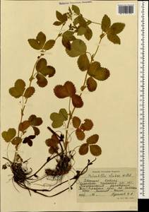 Potentilla elatior Willd. ex Schltdl., Caucasus, Stavropol Krai, Karachay-Cherkessia & Kabardino-Balkaria (K1b) (Russia)