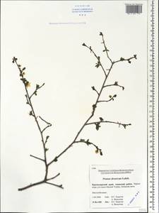 Prunus cerasifera Ehrh., Caucasus, Krasnodar Krai & Adygea (K1a) (Russia)