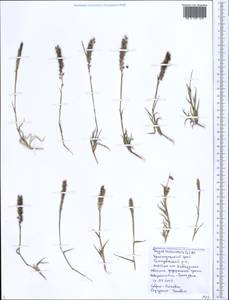 Tragus racemosus (L.) All., Caucasus, Black Sea Shore (from Novorossiysk to Adler) (K3) (Russia)